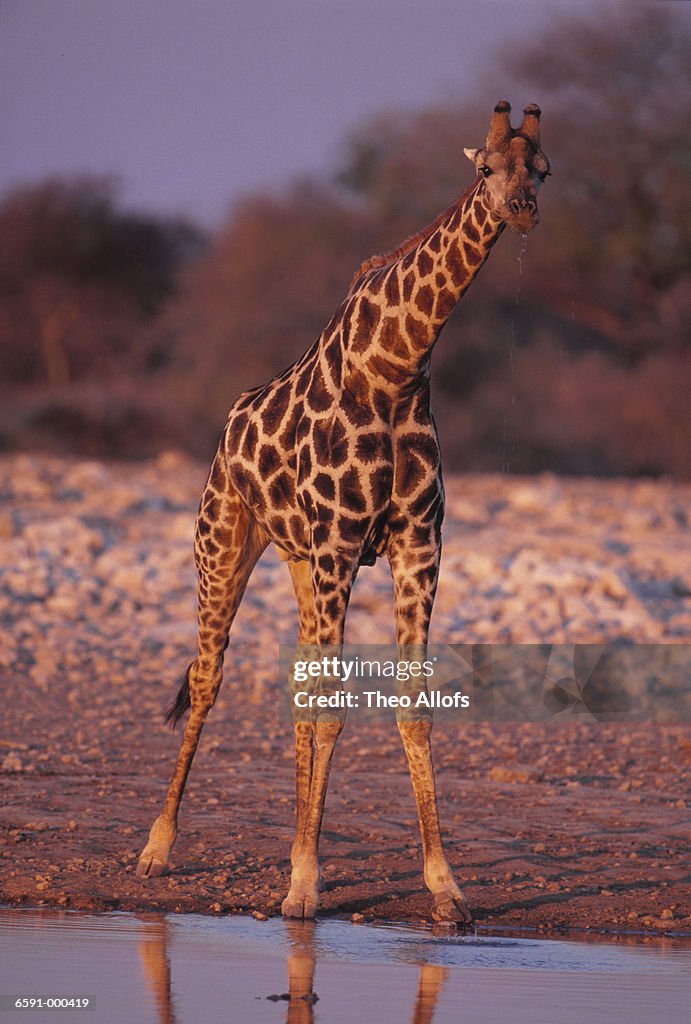 Giraffe at Water Hole