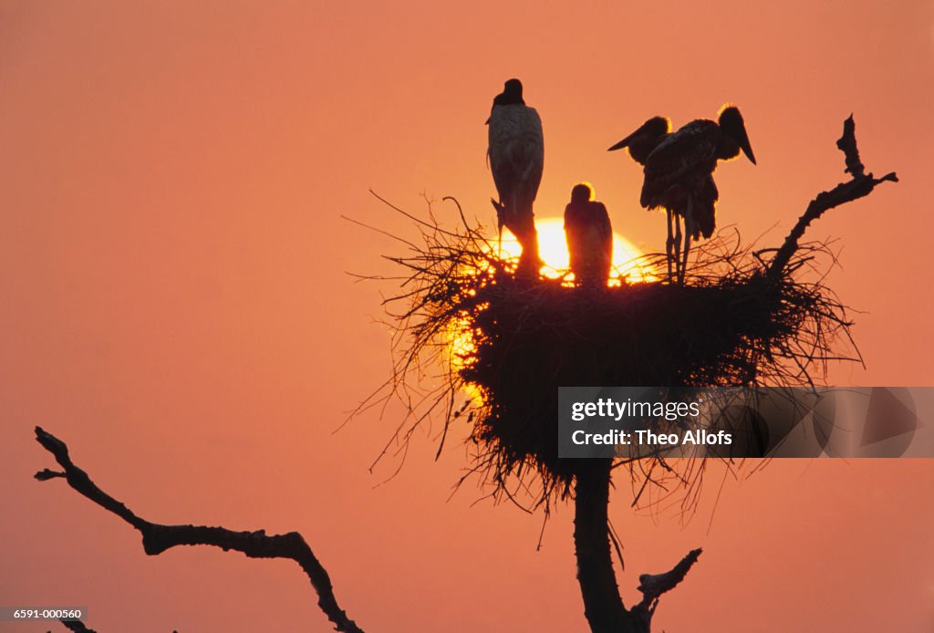 Jabiru Nest in Tree at Sunset