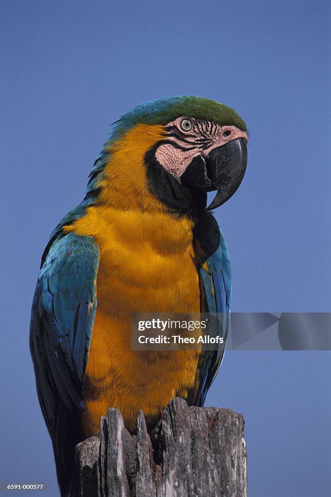 Gold and Blue Macaw Perching
