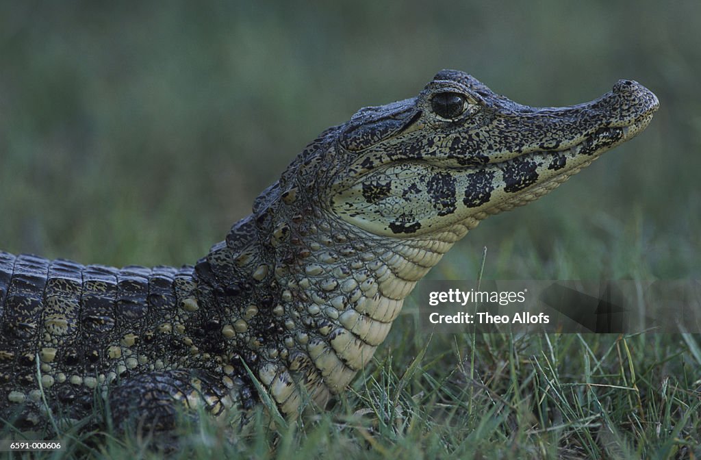 Caiman in Grass