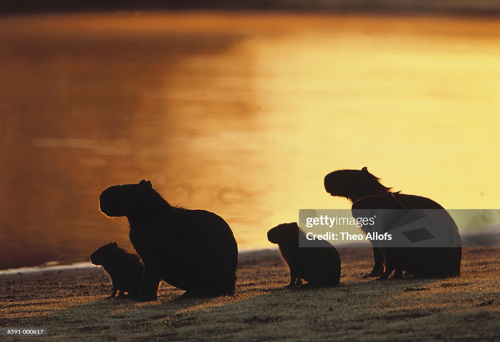 Capybaras Family near River
