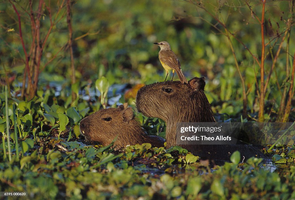 Capybaras and Cattle Tyrant