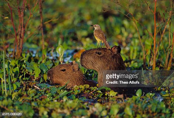 capybaras and cattle tyrant - symbiotic relationship stock pictures, royalty-free photos & images