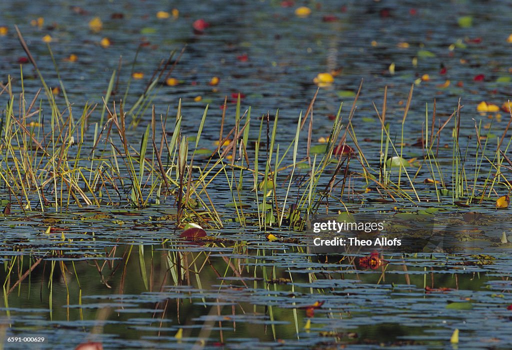 Grasses Growing in Lake