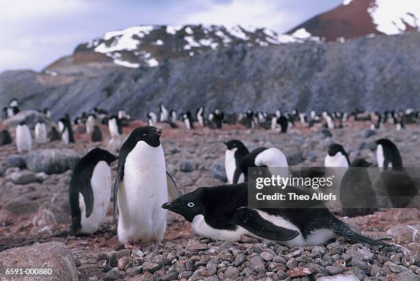 Ade Lipe 2,909 Adelie Penguin Stock Photos, High-Res Pictures, and Images ...