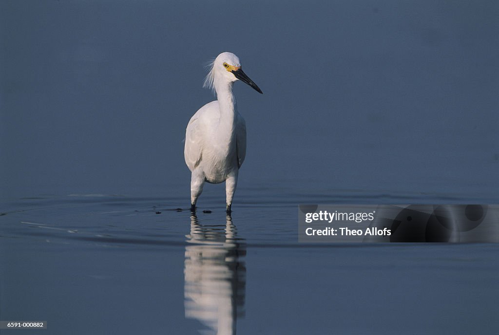 Snowy Egret in Lagoon