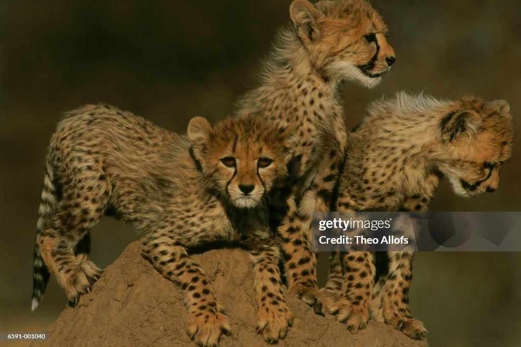 Cheetah Cubs on Termite Hill