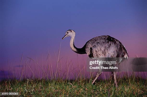 C Common Rhea 534 Common Rhea Stock Photos, High-Res Pictures, and Images - Getty Images