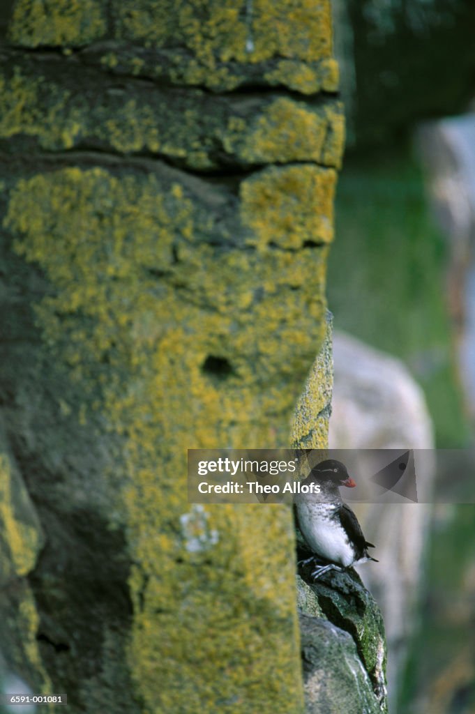 Parakeet Auklet on Cliff