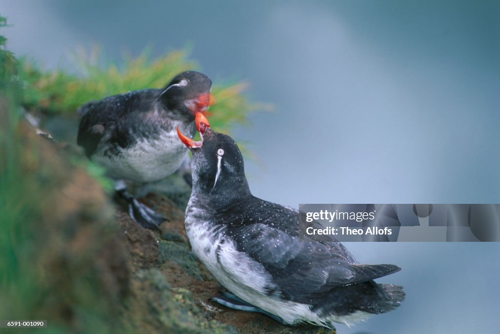 Two Parakeet Auklets
