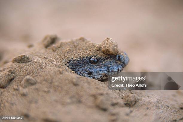 sand boa hiding in sand - sand boa stock pictures, royalty-free photos & images