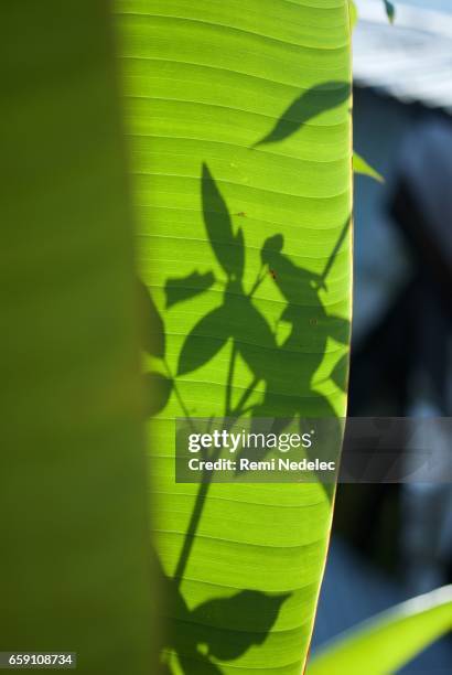 banana leaf - à rayures stockfoto's en -beelden