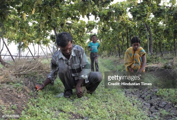 Vishnu Chandane and his wife Archana work in a grape farm in Pimpalgaon in Nashik while their son Ajay plays.