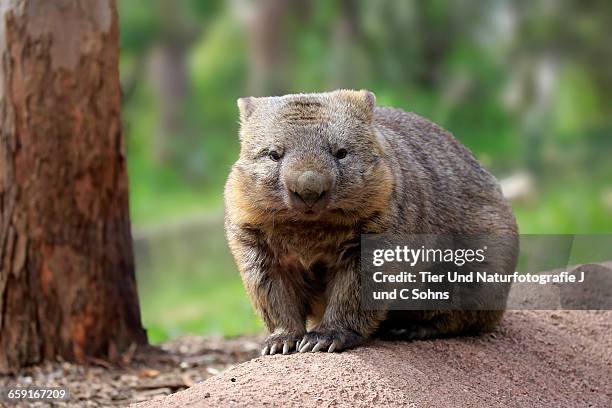 common wombat, (vombatus ursinus) - wombat fotografías e imágenes de stock