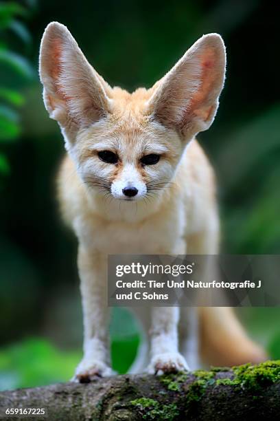 fennec, (vulpes zerda) - fennec fox stock pictures, royalty-free photos & images