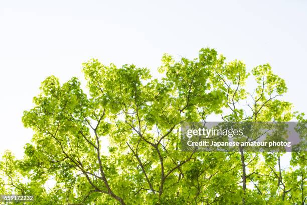 spring trees - 軽やか stock pictures, royalty-free photos & images