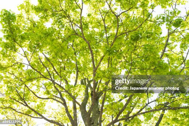 spring trees - 朗らか stock pictures, royalty-free photos & images