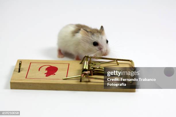 phodopus roborovskii (roborovski hamster) escapes from a mousetrap - roborovski hamster stock pictures, royalty-free photos & images