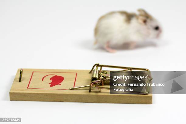 phodopus roborovskii (roborovski hamster) escapes from a mousetrap - roborovski hamster stock pictures, royalty-free photos & images