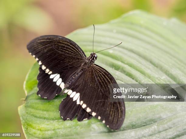 common mormon butterfly male tailless - animales salvajes stock pictures, royalty-free photos & images