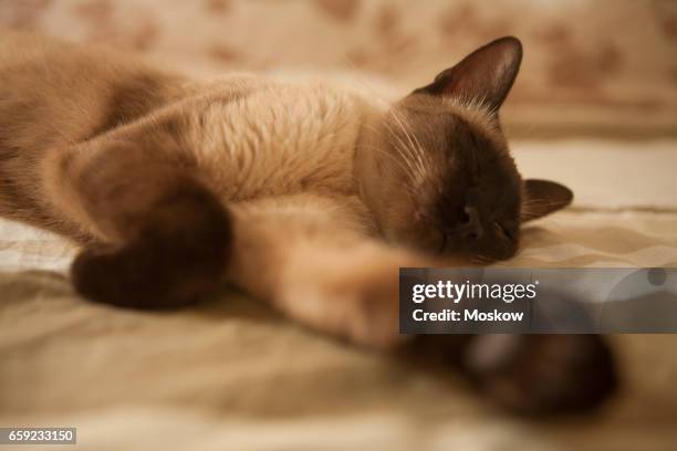 Siamese Cat