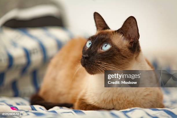 siamese cat - purebred cat stock-fotos und bilder
