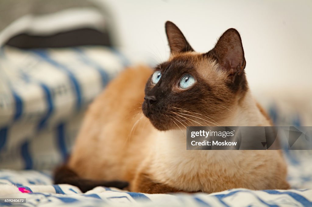 Siamese Cat