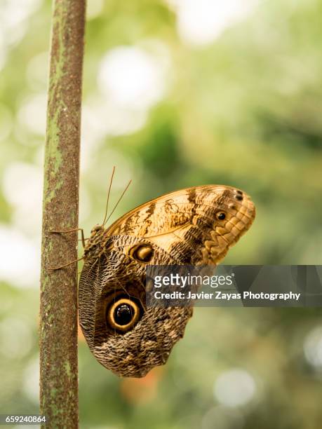 giant owl butterfly (caligo memnon) - animales salvajes stock pictures, royalty-free photos & images