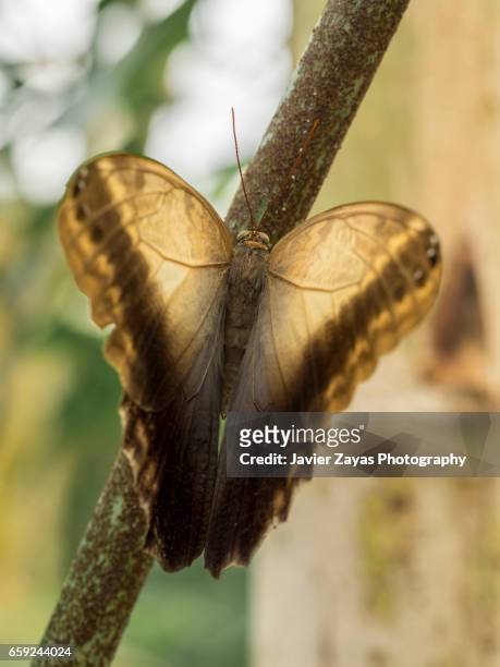 giant owl butterfly (caligo memnon) - animales salvajes stock pictures, royalty-free photos & images