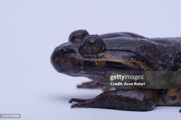 taylor stream frog (limnonectes taylori) isolated on white background - giant frog stock pictures, royalty-free photos & images