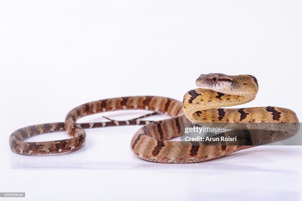 Dog-toothed Cat Snake - Boiga cynodon