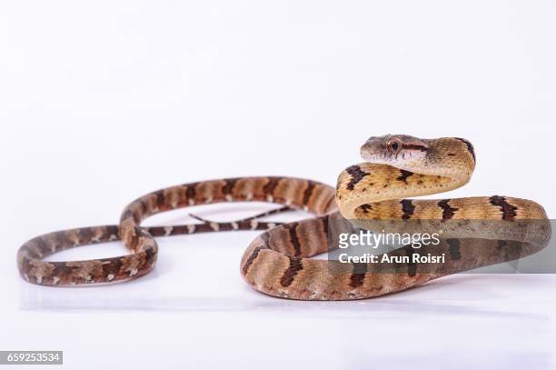 dog-toothed cat snake - boiga cynodon - cat snake - fotografias e filmes do acervo