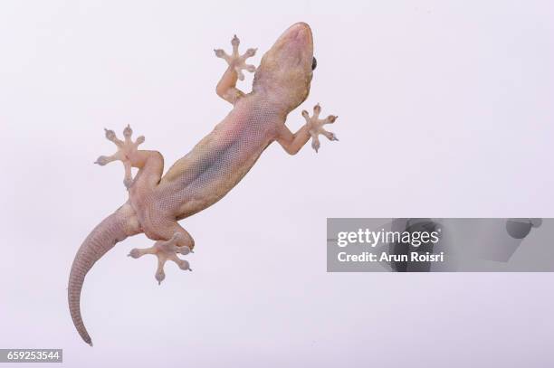gehyra sp. (new identify of gecko) - gehyra stock pictures, royalty-free photos & images