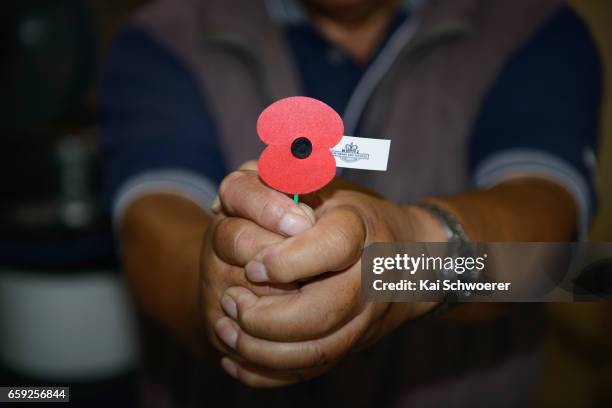 Malaya and Vietnam veteran David Rarere holds a poppy at the Royal New Zealand Returned and Services' Association Poppy Factory on March 27, 2017 in...