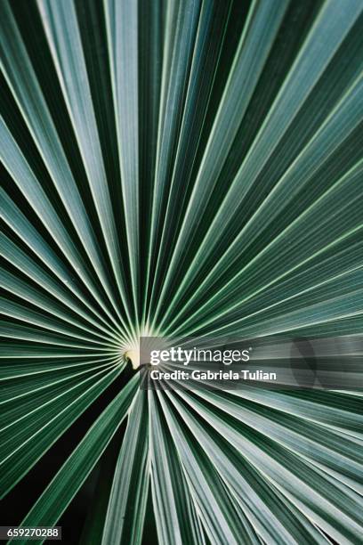 palm leaf dark green background - tulum mexico - fotografias e filmes do acervo