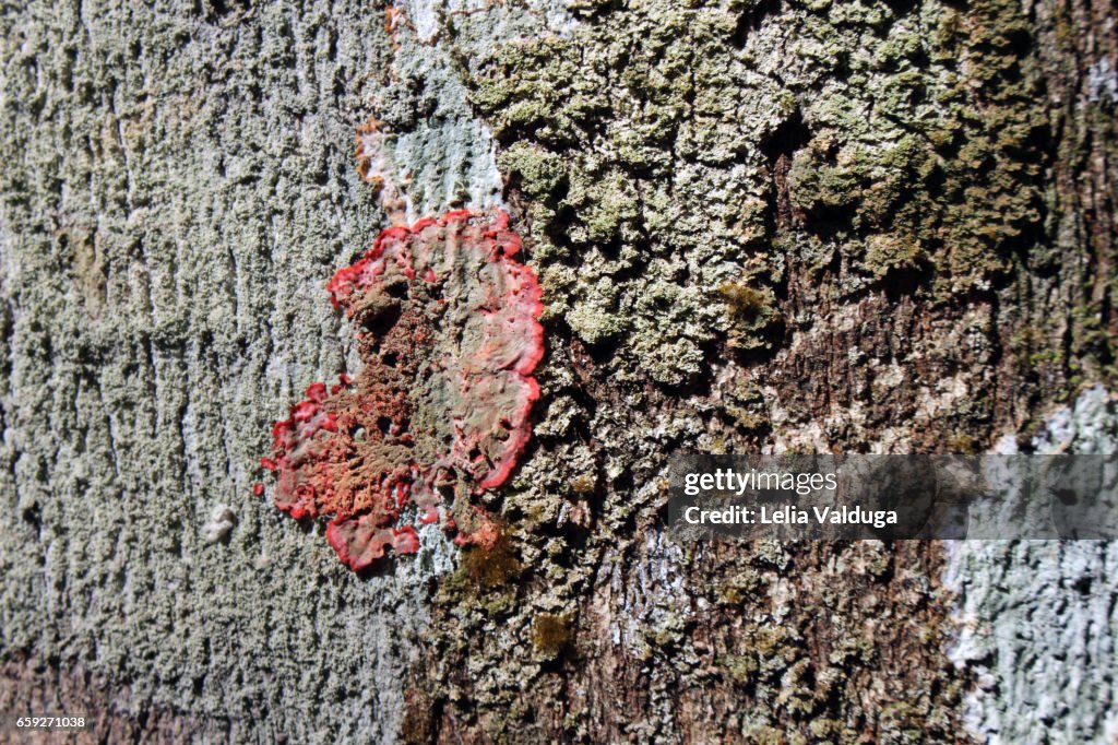 What Are The Red Spots On Tree Trunks High-Res Stock Photo - Getty Images