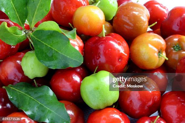 acerola fruit - acerola stockfoto's en -beelden