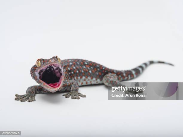 tokay, gecko, calling gecko - gekko gecko - tokay gecko stock pictures, royalty-free photos & images