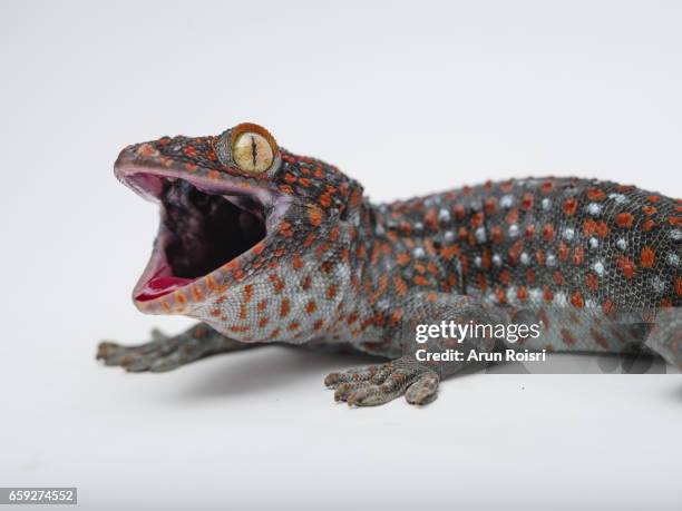 tokay, gecko, calling gecko - gekko gecko - tokay gecko stock pictures, royalty-free photos & images