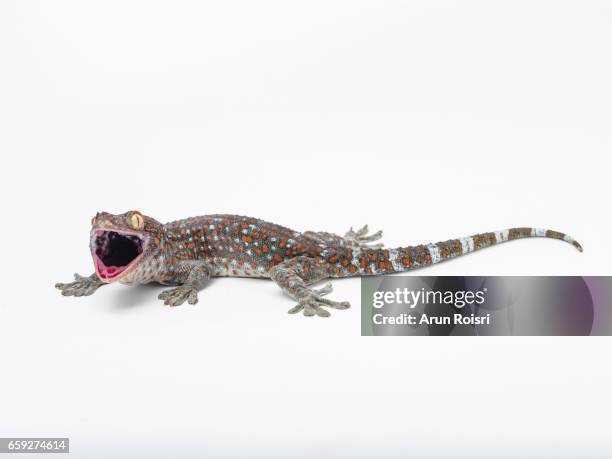 tokay, gecko, calling gecko - gekko gecko - tokay gecko stock pictures, royalty-free photos & images