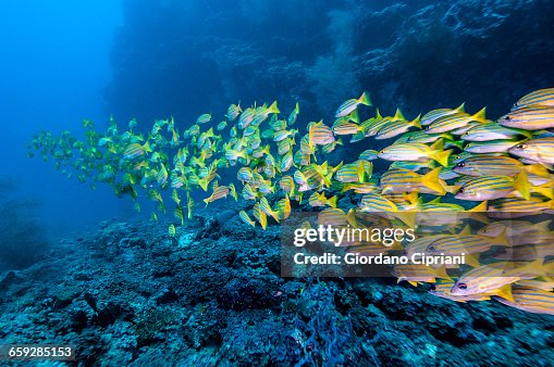 The underwater world of Maldives. The underwater world of Maldives.
