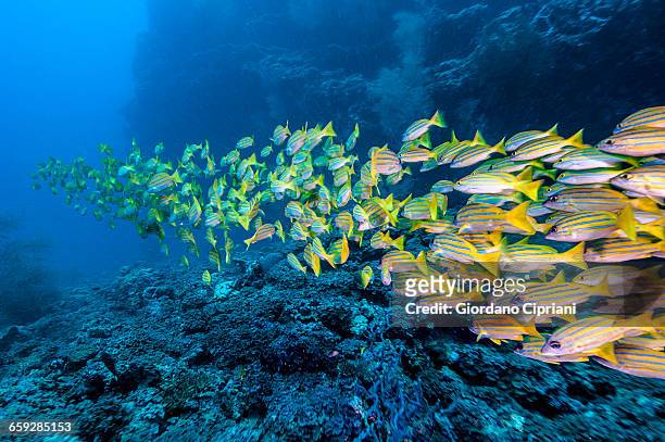 the underwater world of maldives. - school of fish fotografías e imágenes de stock