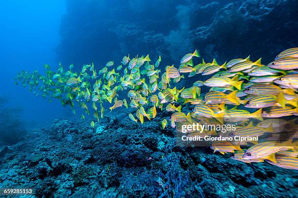 the underwater world of maldives. - banc de poissons photos et images de collection
