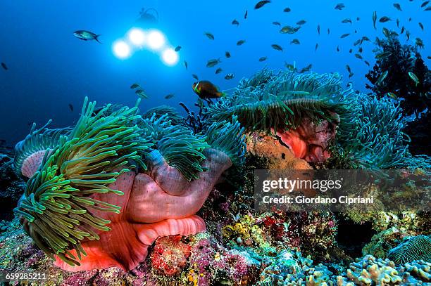 the underwater world of maldives. - echter clownfisch stock-fotos und bilder