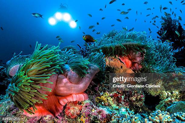 the underwater world of maldives. - coral colored imagens e fotografias de stock