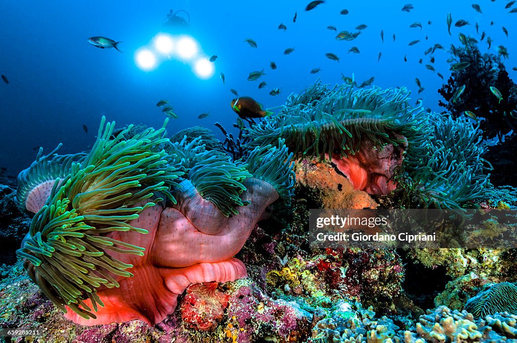 The underwater world of Maldives.