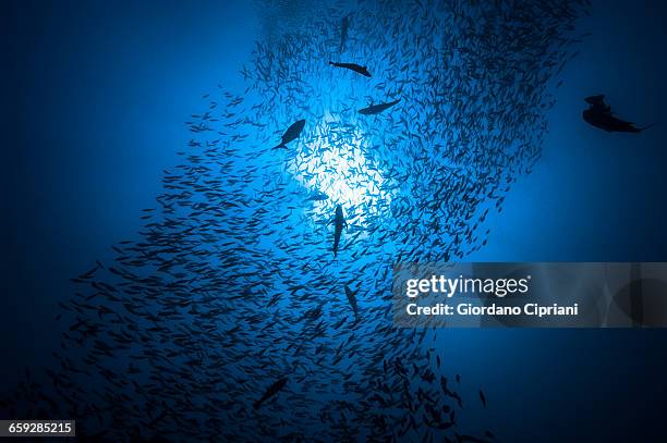 the underwater world of maldives. - school of fish stock pictures, royalty-free photos & images