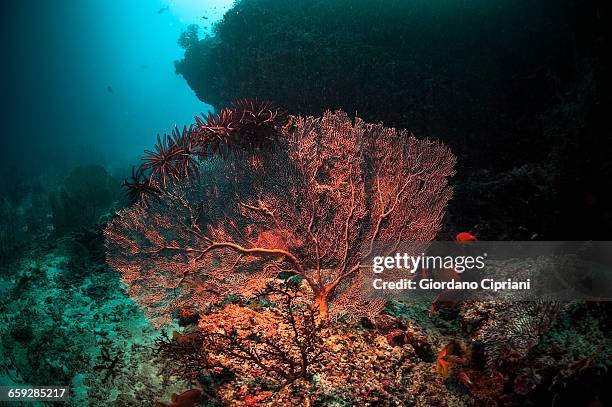 the underwater world of maldives. - red gorgonian sea fan stock pictures, royalty-free photos & images