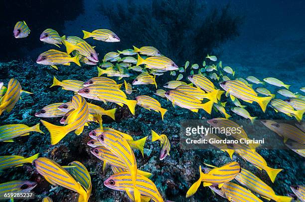 the underwater world of maldives. - bluelined snapper stockfoto's en -beelden