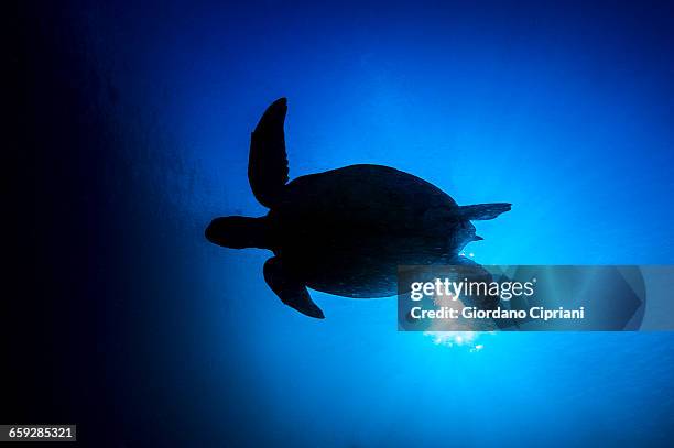 the underwater world of maldives. - tortoise silhouette stock pictures, royalty-free photos & images
